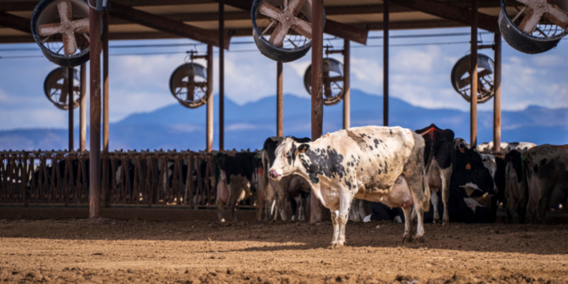 ventilação em vacas para conforto animal