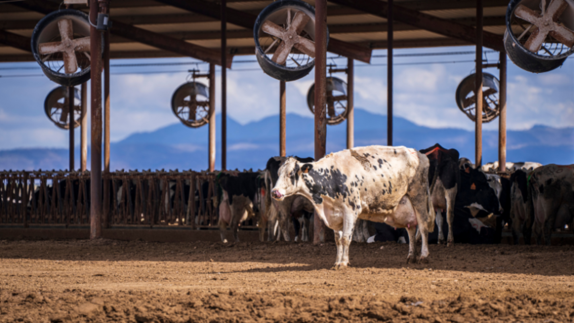 ventilação em vacas para conforto animal