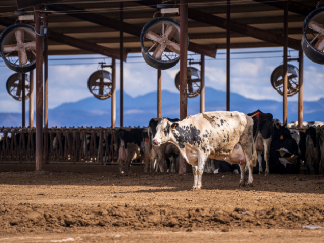 ventilação em vacas para conforto animal